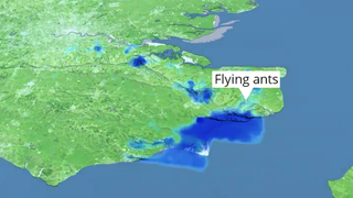 El radar meteorológico detecta un enorme enjambre de hormigas voladoras en Inglaterra como si fuera lluvia